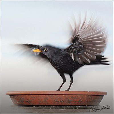 Open the Wild World digital jigsaw gallery